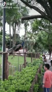 怎么飞才能飞得高,怎么飞才是最快的