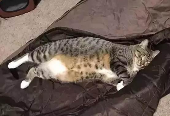 最能长胖的猫咪竟然不是橘猫,最容易变胖的猫