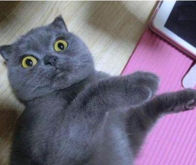 猫咪太温柔怎么让它凶一点,猫咪的脾气很大怎么调教