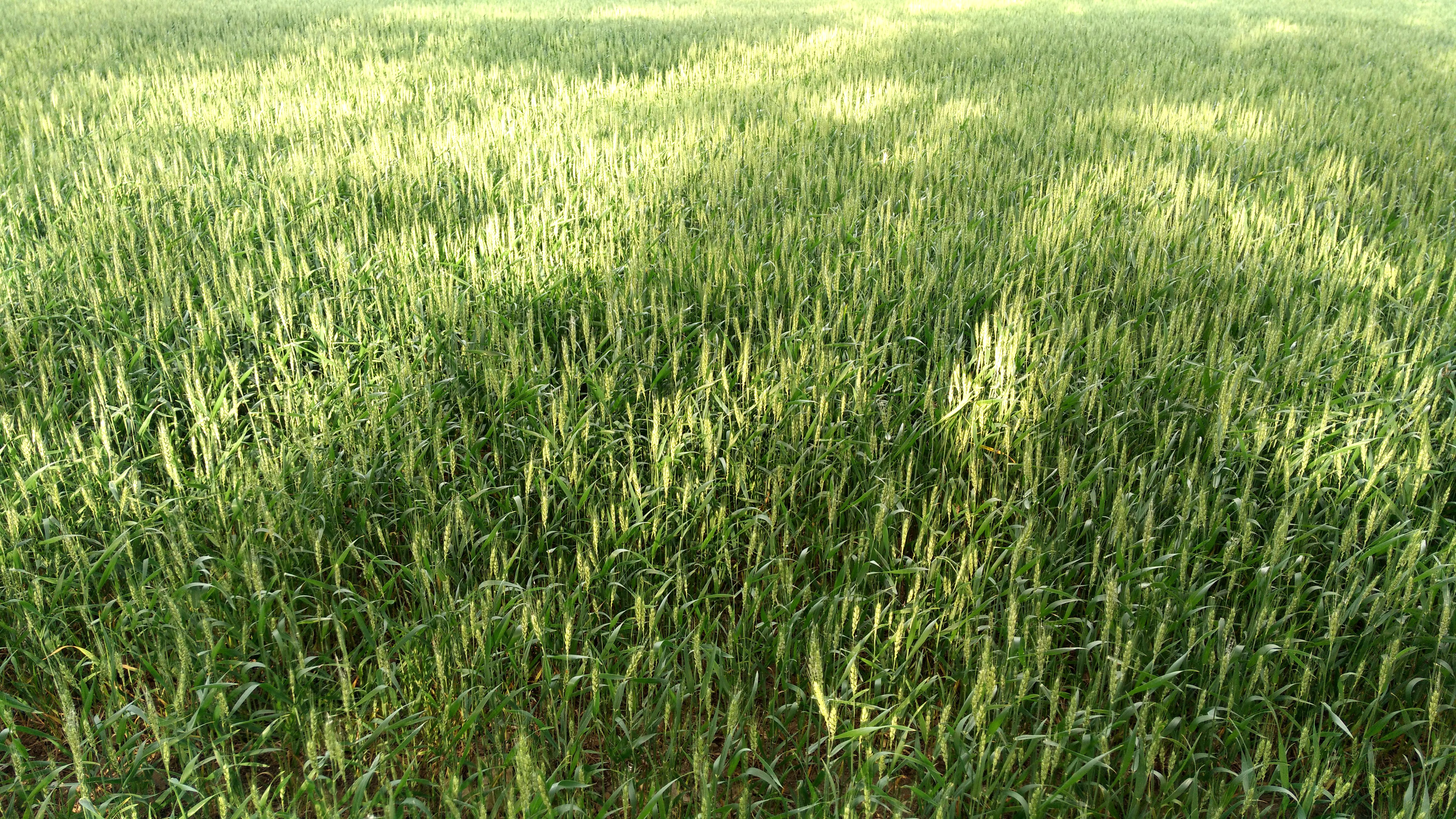 1366x768跟1920x1080区别很大吗,1366x768是超清吗