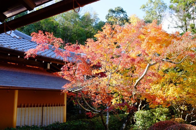 京都赏枫2022,京都赏枫必去景点有哪些好玩的