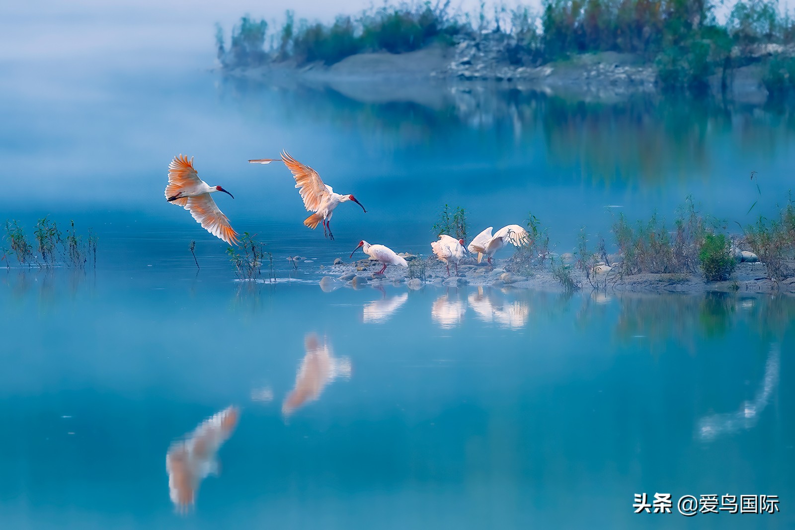 鸟类图片大全大图观赏,鸟类照片合集