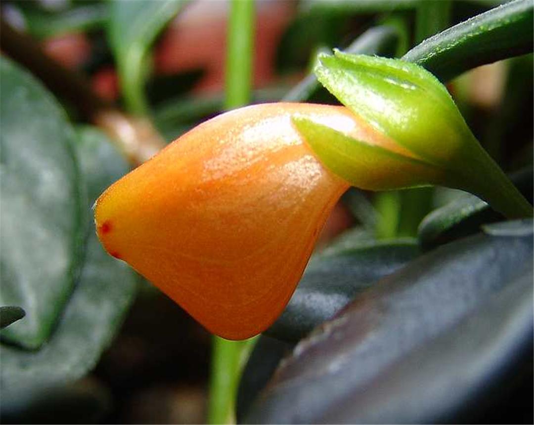 金鱼吊兰的养殖方法每日分享,小金鱼吊兰的养殖方法和注意事项