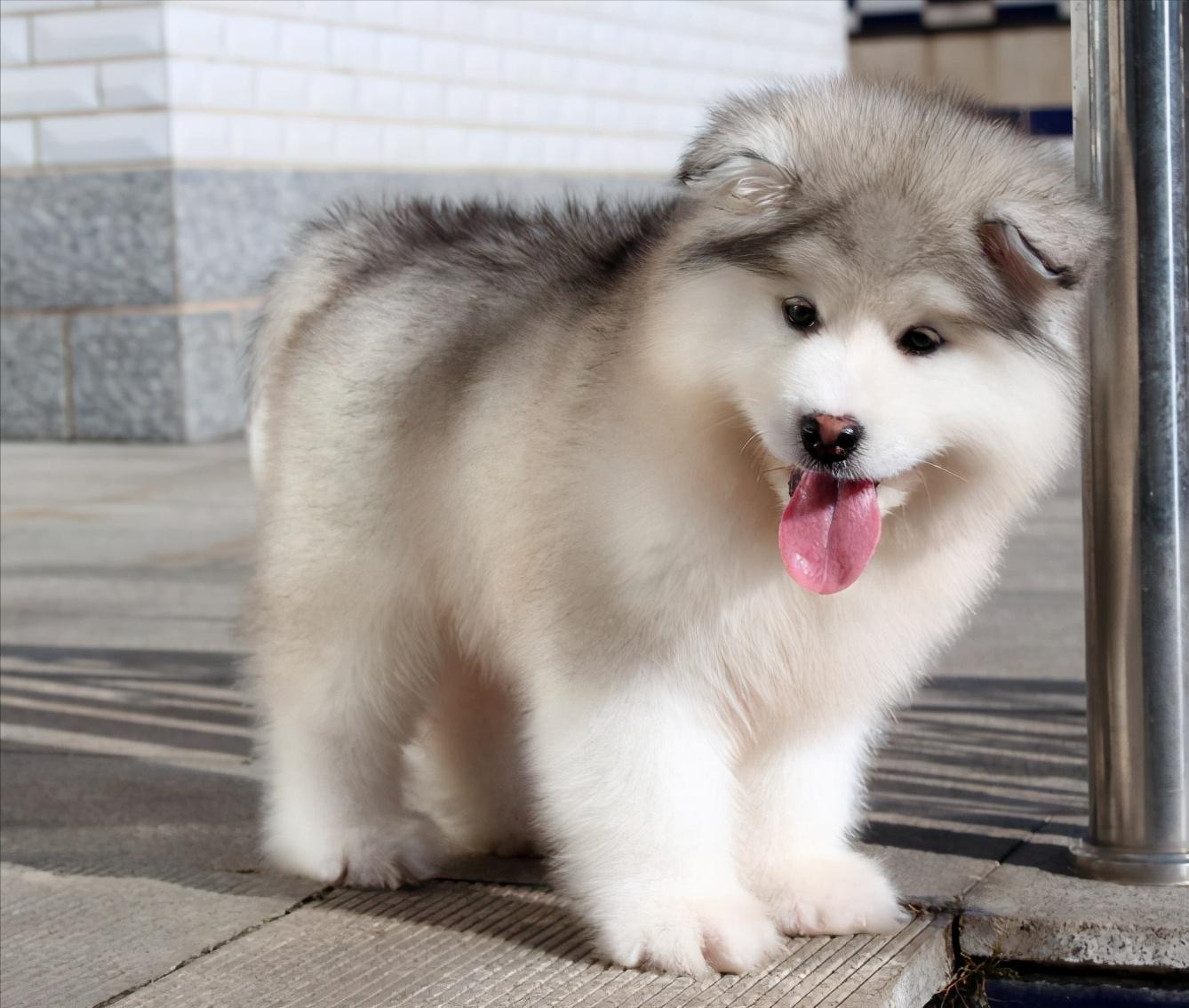 盘点最乖的4种狗和最顽皮的4种狗,最听话和聪明的狗狗是什么