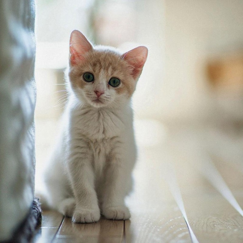 宠物猫拉稀是什么情况,宠物猫拉稀是什么原因