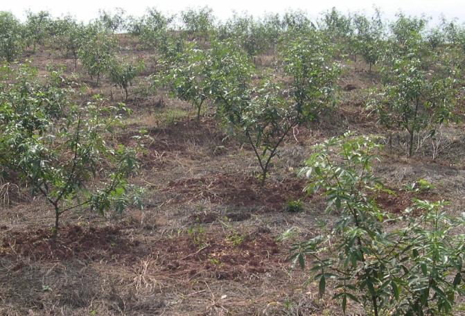 刺椒与黄芪复合种植，种植户需记住这些管理方法，及病虫害防治