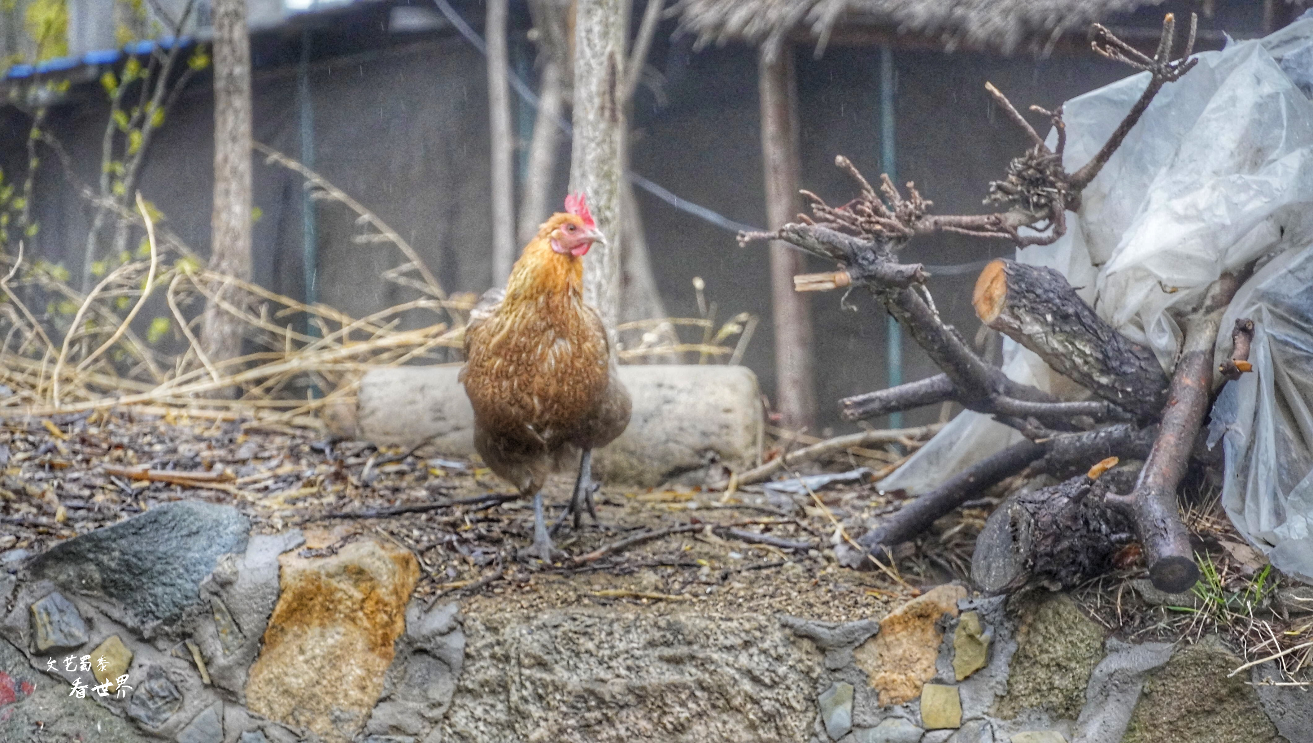 因《舌尖上的中国》而为人所知，刚刚的四月飞雪又让它美成了仙境