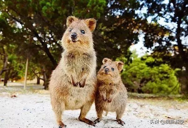 澳洲游学满载而归,澳洲亲子游学日程安排