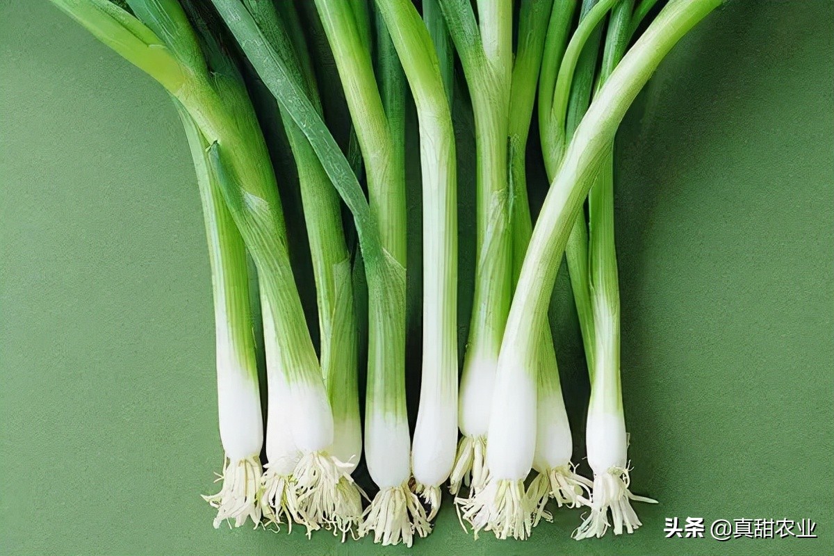 产区菜价继续利好上扬10.21广州蔬菜报价