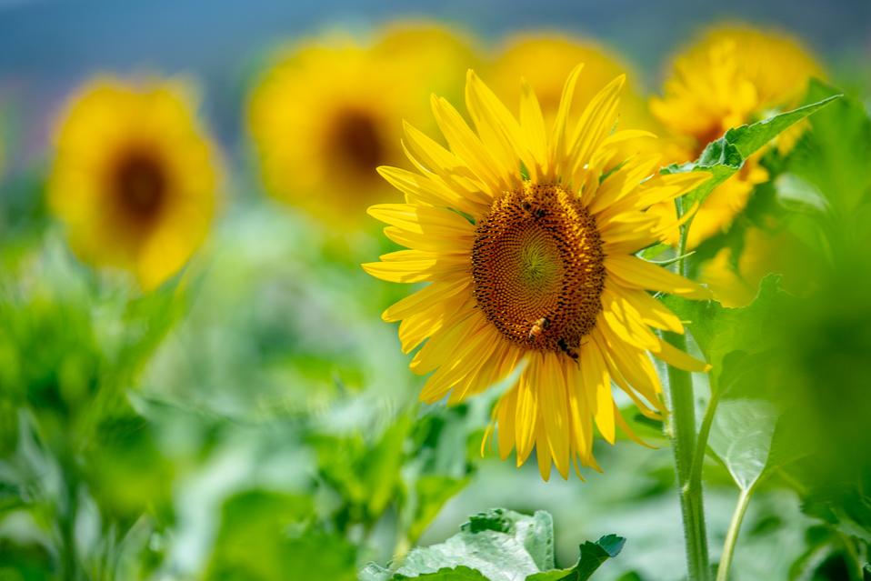 在济南花式避暑，一见“清”心！只需一瞥，便足以把酷夏原谅…