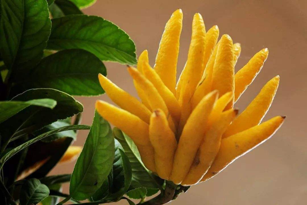 佛手花可以做造型吗,佛手花又漂亮又香超级喜欢