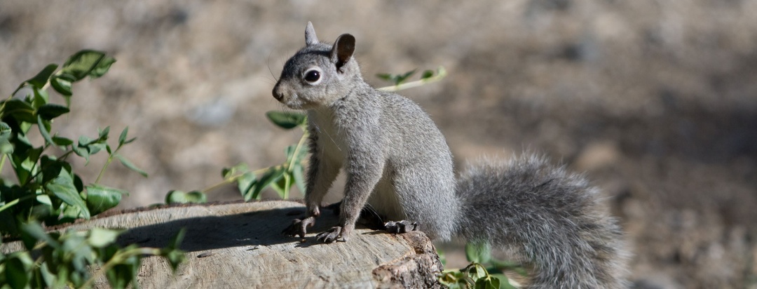 大尾巴的松鼠故事教案,大尾巴松鼠小尾巴兔故事体会