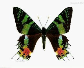 世界上的各种蝴蝶,为什么世界上有五彩斑斓的蝴蝶