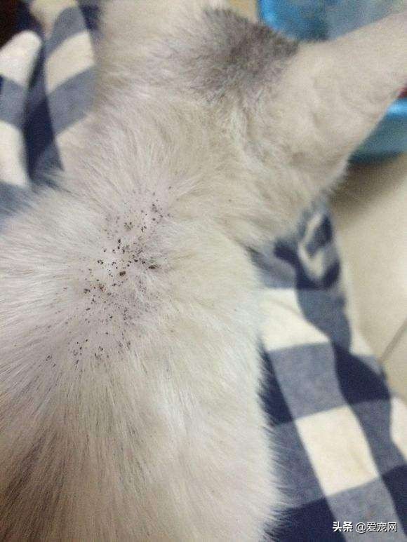 猫咪有跳蚤怎么快速去跳蚤,猫咪长跳蚤怎么快速去除