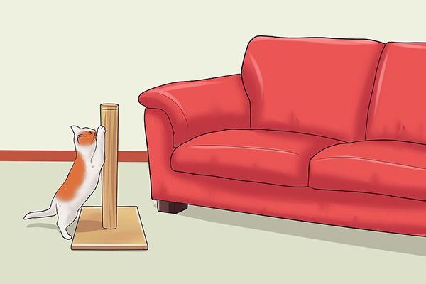 怎么改变猫咪挠人的习惯,怎么让猫咪改掉抓你的坏习惯