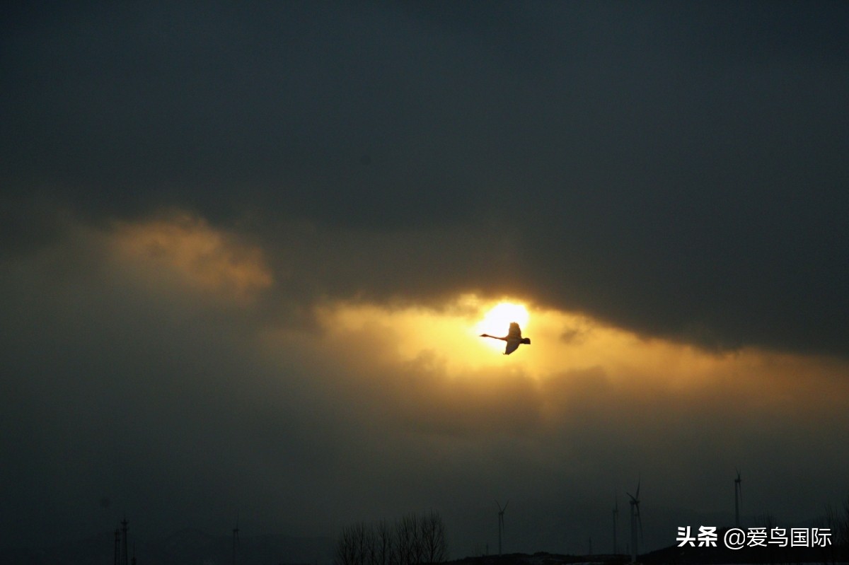 2020观鸟大年,观鸟大年完整版