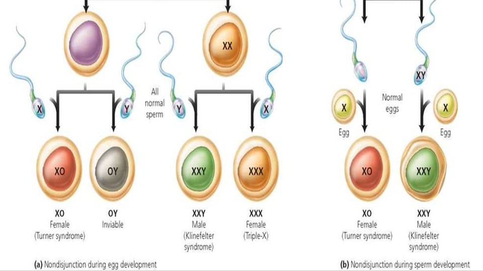 性别不止男女?让双性人和变性人参加奥运会,对其他选手公平吗?