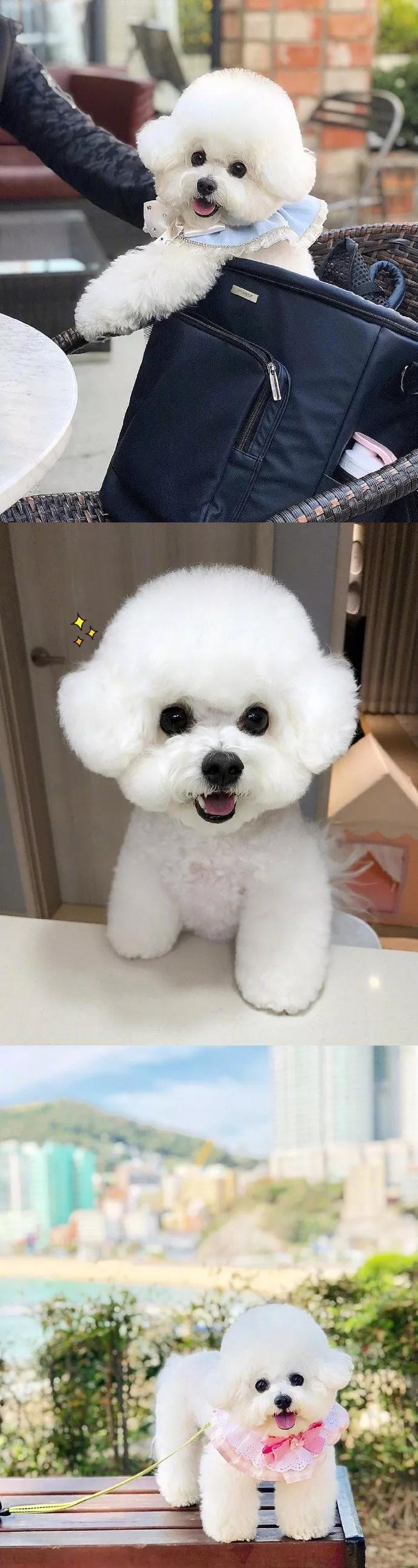 一只很可爱的小比熊,小比熊的造型