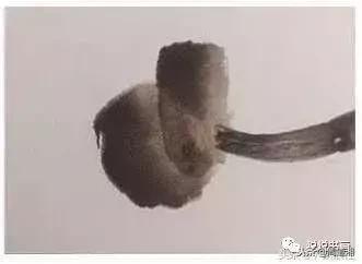 画螃蟹怎么画一步一步教,画简单的孤独的小螃蟹的画