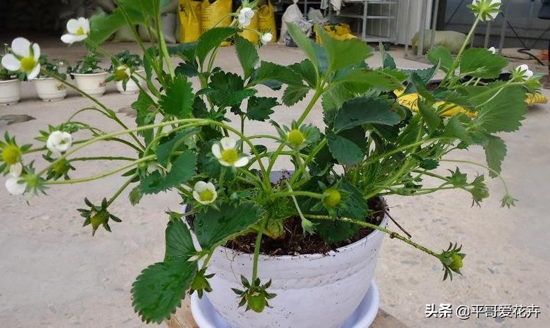 植物严重冻伤太阳晒可以怎么挽救,植物冻害补救最佳方法