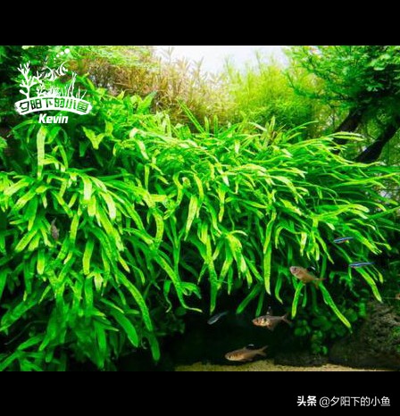 种水草需要水草泥还是水草沙,什么水草不需要水草泥或者沙