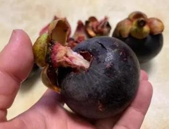 山竹哪里便宜又好,又高又大的山竹怎么样