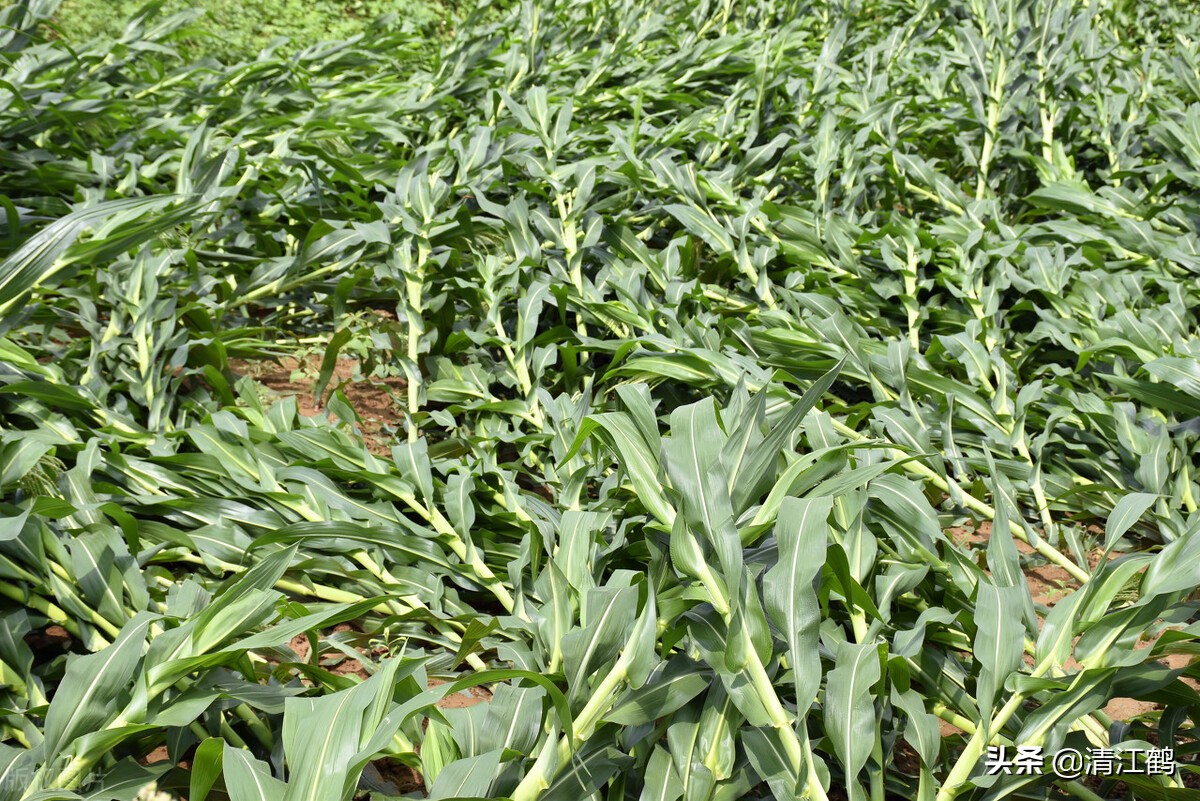 种子质量标准包括哪些,种子质量有问题造成减产怎么处理