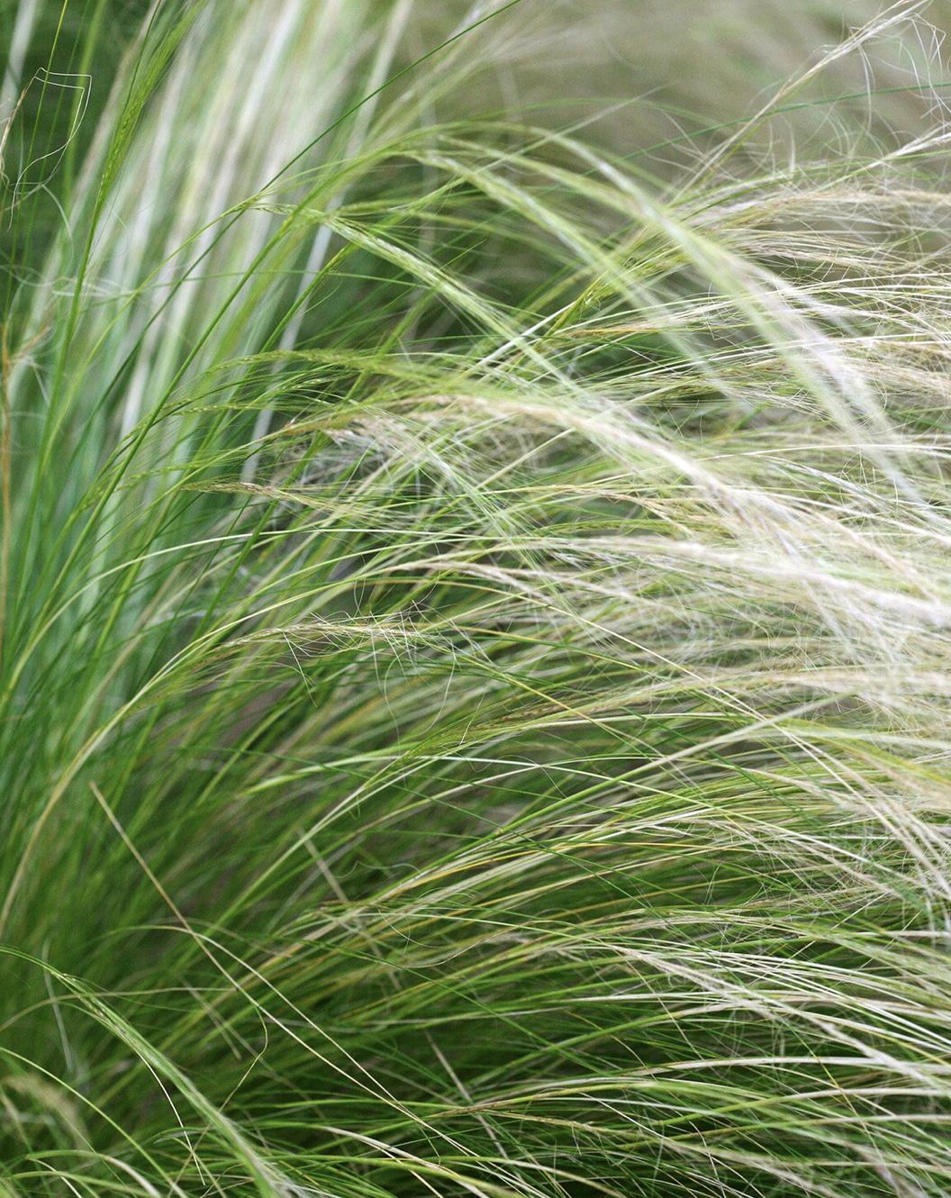 既能净化空气又美观的植物,10种好看的花卉
