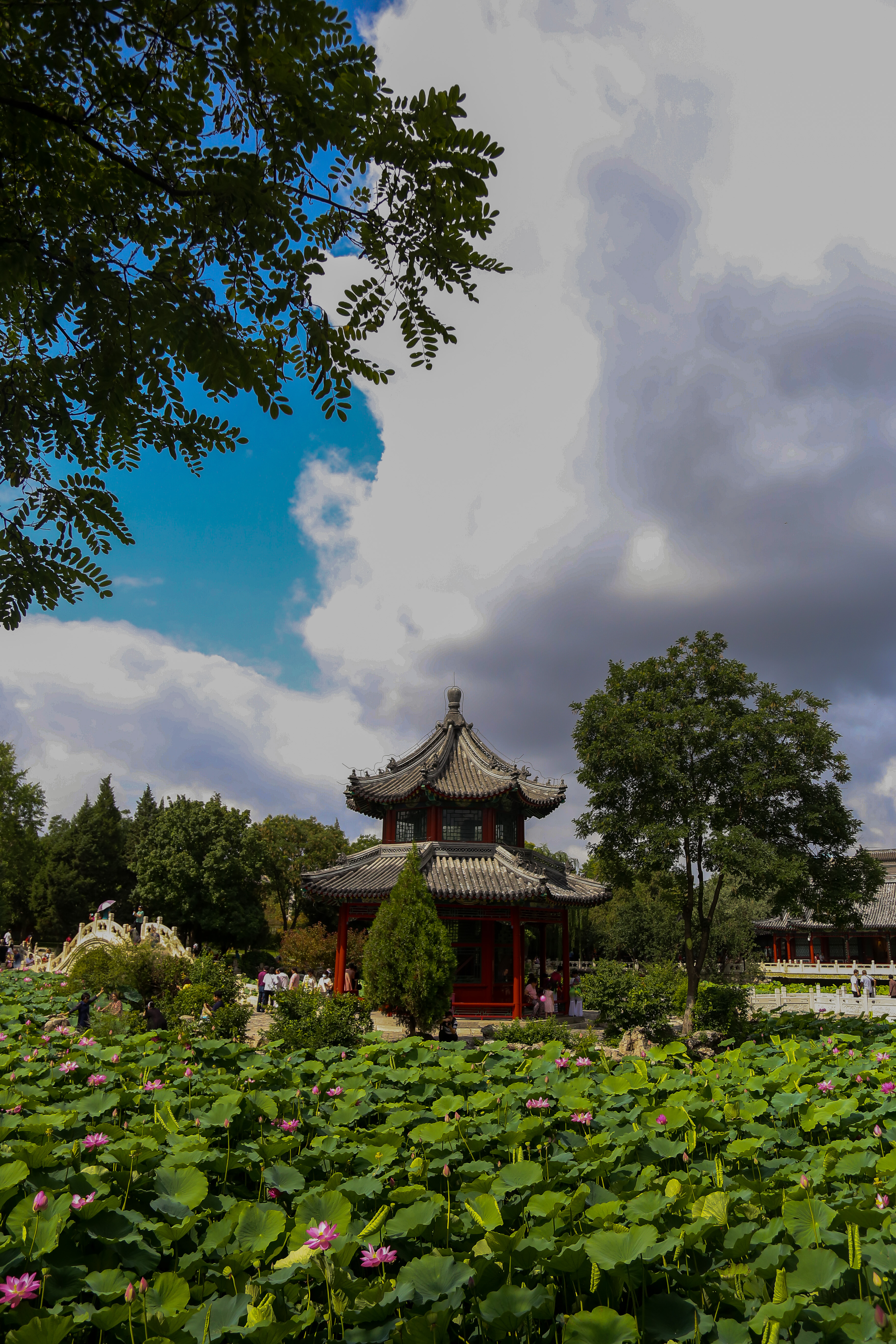 保定市古莲花池夜景,保定古莲花池美照
