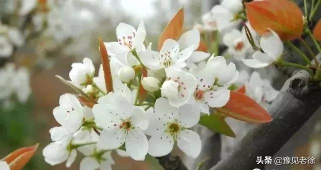 南阳赏花最佳地点,南阳春天赏花的地方有哪些推荐