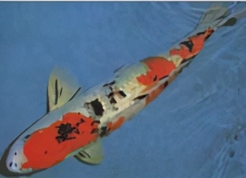 锦鲤鱼怎么养放盐吗,锦鲤用盐浓度