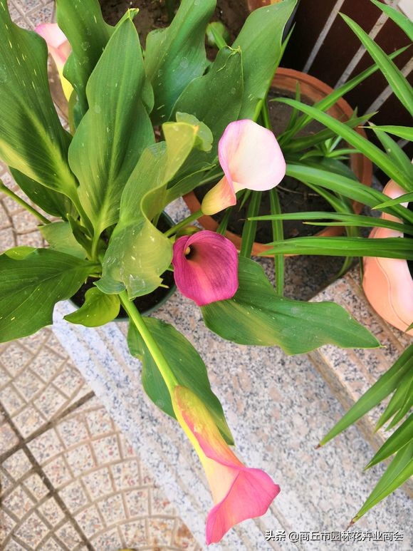 彩色马蹄莲怎么养好看,彩色马蹄莲花变成绿色了