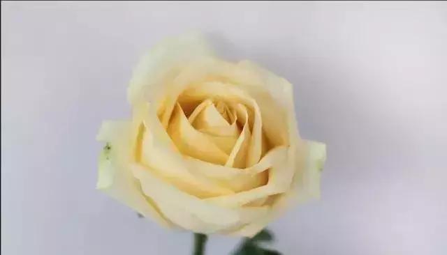 4000种不一样的玫瑰品种大全,100种玫瑰品种图鉴大全