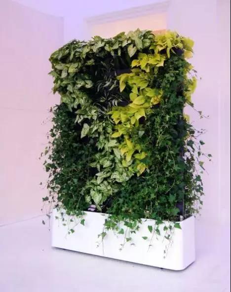 绿化屏风墙,庭院植物屏风隔断图片