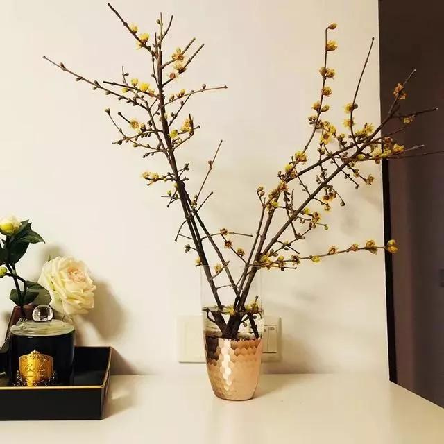 过年家里摆什么植物好,家里过年要摆几样水果