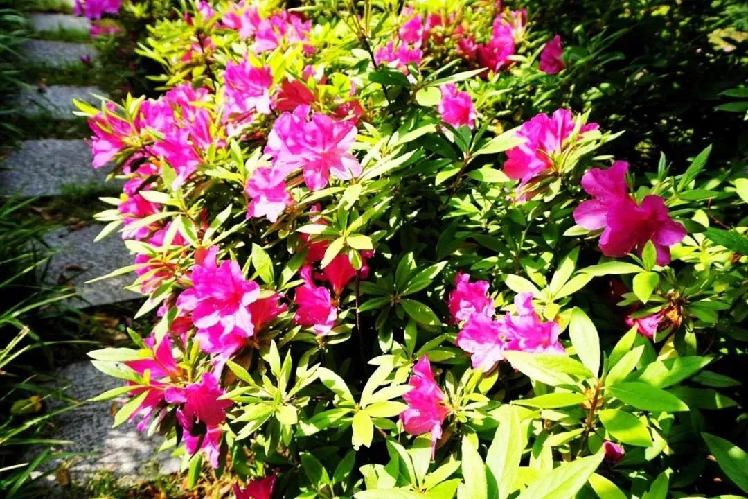 盘点世界各国国花你最喜欢哪种,什么品种的国花好