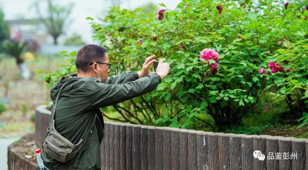 牡丹花开惹人醉鸟语花香,牡丹花开国色天香惹人醉