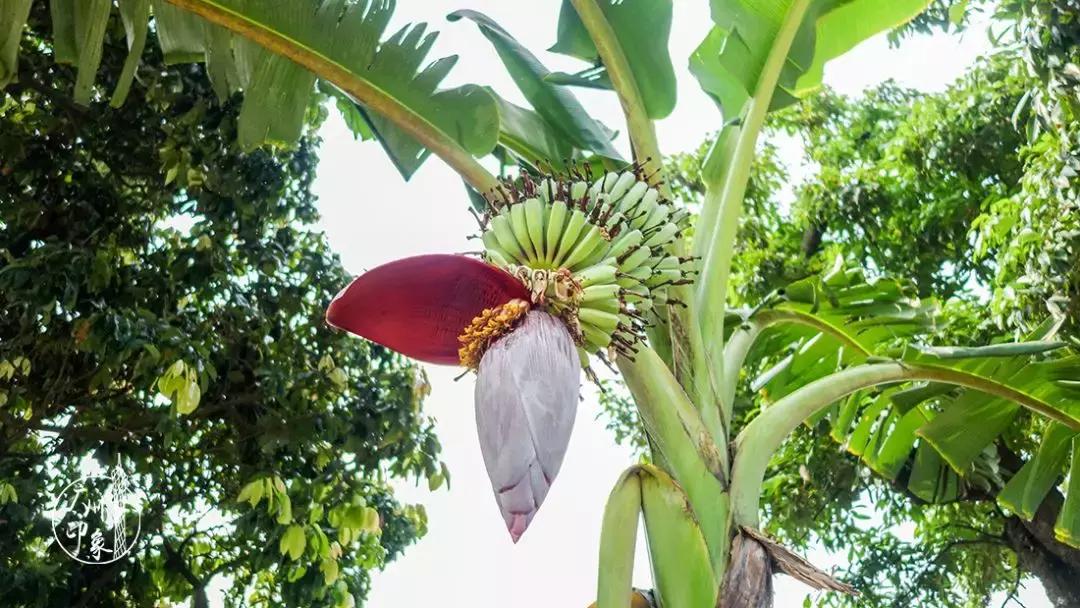 广州隐世峡谷游玩攻略,广州要坐船才能登的小岛