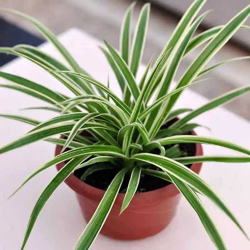 除甲醛最好的花是什么品种,房间养什么花可以除甲醛味