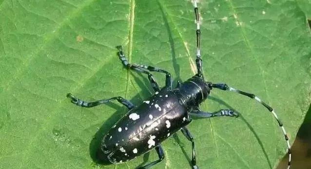 三华李采摘后施什么肥,三华李摘完李子后要怎样管理