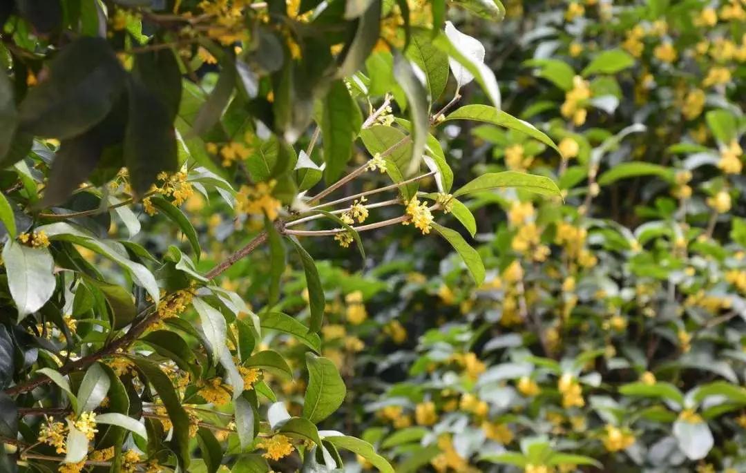 绿化用苗有哪些好品种,现在春季绿化都有哪些绿化苗