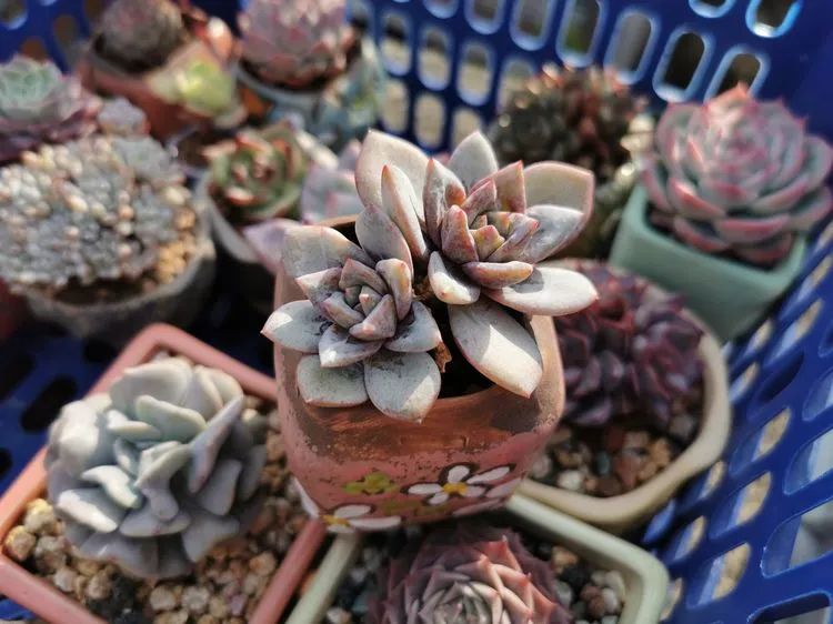 我和多肉,我与多肉