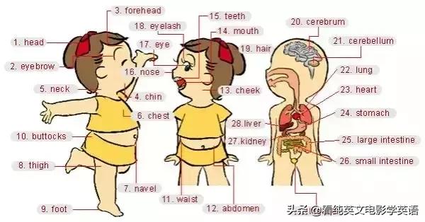 36张图让孩子记住所有英语,超实用的英语词汇图英语学习必备