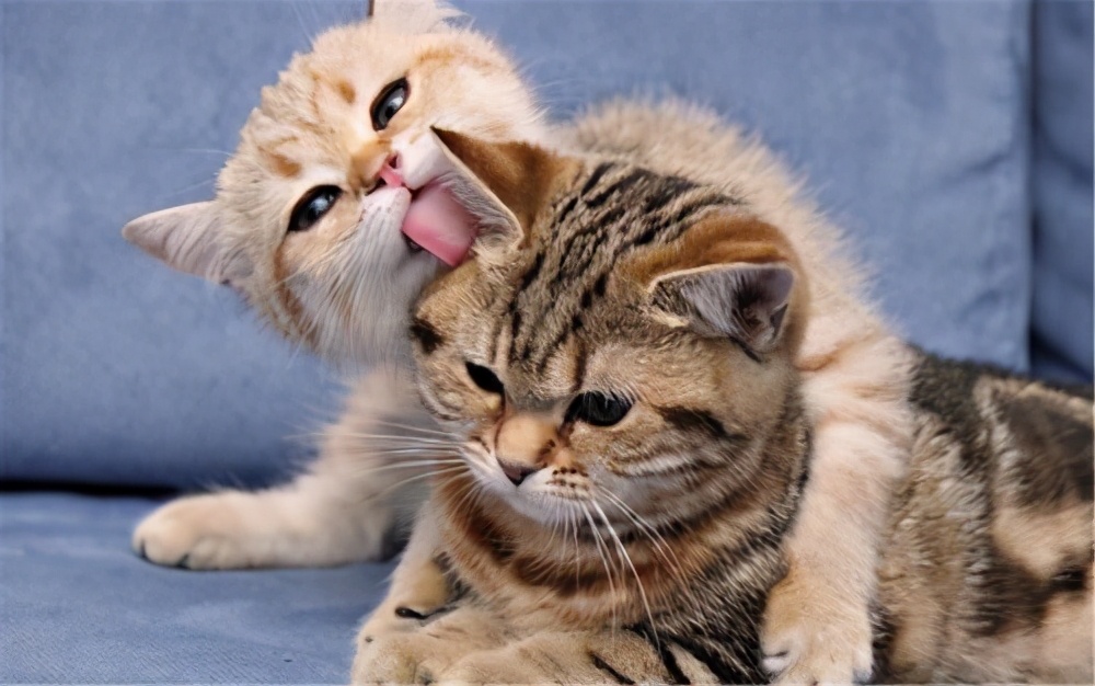 猫咪一直伸舌头舔是什么意思,猫咪舔手并咬是什么意思