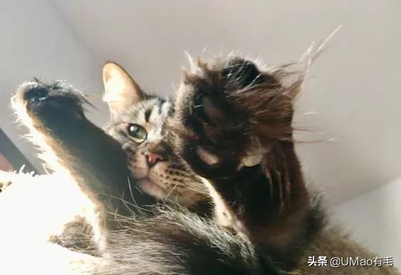 脚毛太长要刮掉吗,脚毛太长了能不能刮