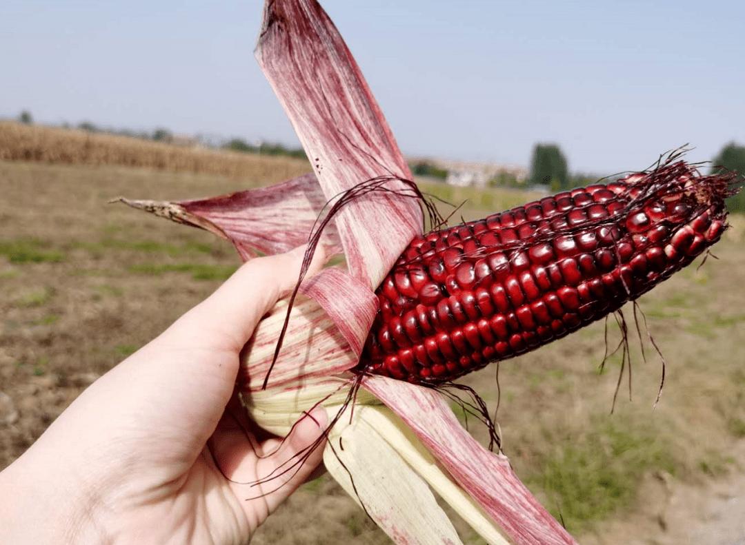 红宝石玉米可以生吃吗,红宝石玉米生食