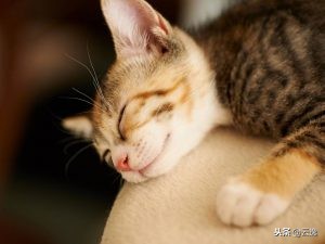 小猫拉肚子还能喂猫粮吗,猫咪换猫粮拉肚子怎么办