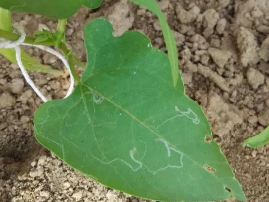 豆角怎样防治病虫害才能高产稳产,豆角前期预防各种病害