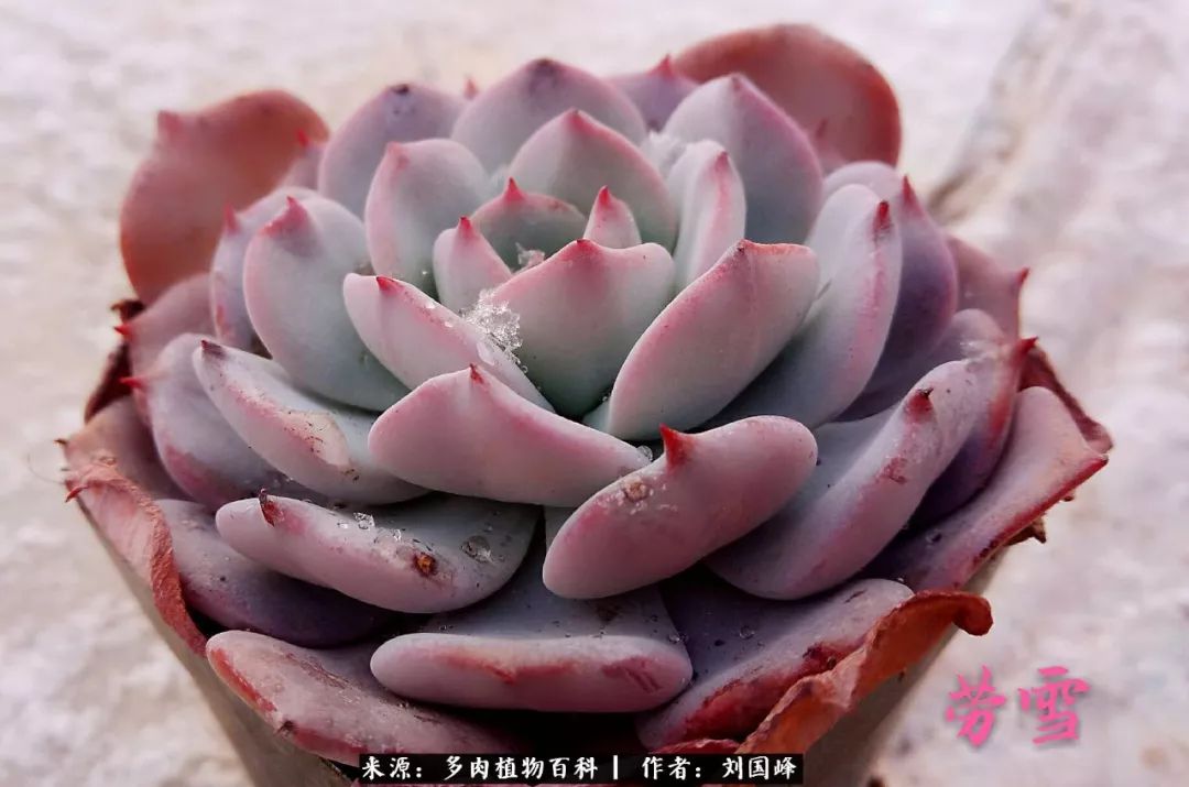 七百元打造的多肉王国，你还缺什么？