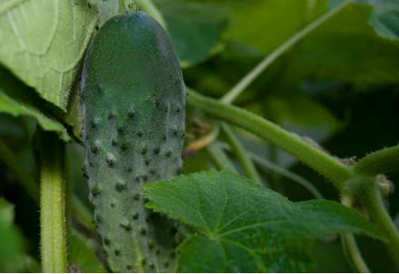 男性阴茎长度人均18cm？别被骗了！14cm就够用了